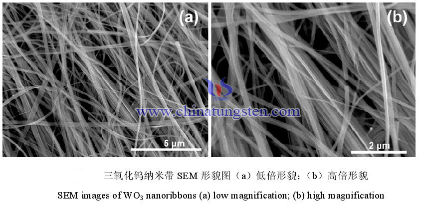 Tungsten Trioxide Nanowire SEM Photo
